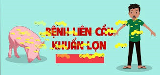 Tăng cường công tác phòng, chống bệnh liên cầu lợn sang người